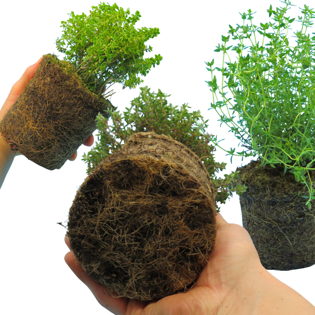 Thyme Growers Choice Mix