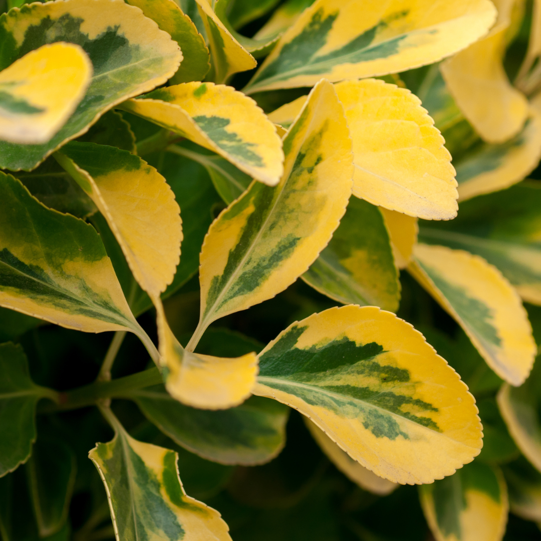 Ligustrum Aureum