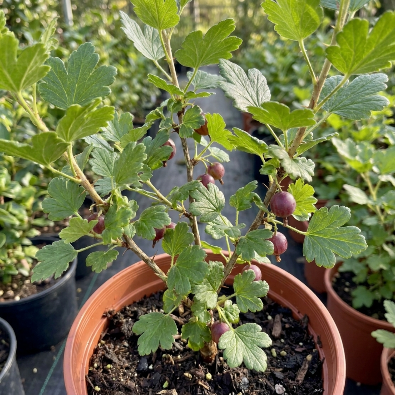 1 Gooseberry Murcurines Plant, Self Fertile Hardy Fruit Bush for Garden, 17cm Root-Ball