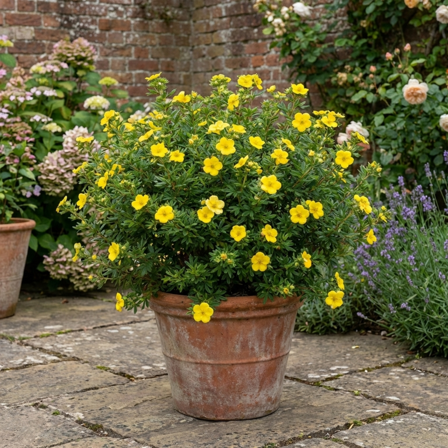 1 Potentilla Goldfinger Hardy Yellow Flowering Shrub, Bee Friendly Garden Plant, 2 Litre Root Ball
