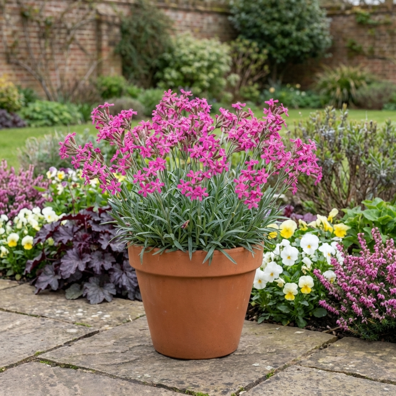 Set of 3 or 6 Silene Schafta Autumn Catchfly Hardy Perennial Plants, Pink Flowering Alpine Ground Cover, Outdoor Garden Ready, 1 Litre Root-Ball