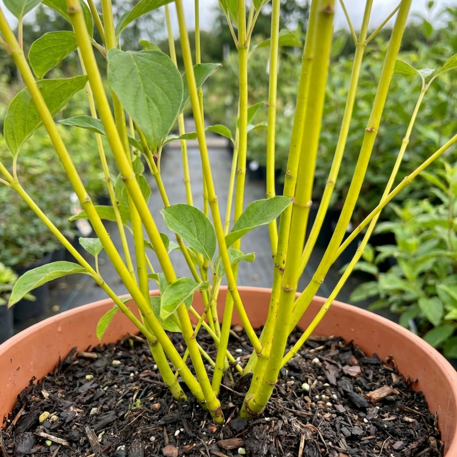 1 Cornus Flaviramea Yellow Twig Dogwood Plant, Hardy Winter Stem Shrub, 3 Litre Root Ball