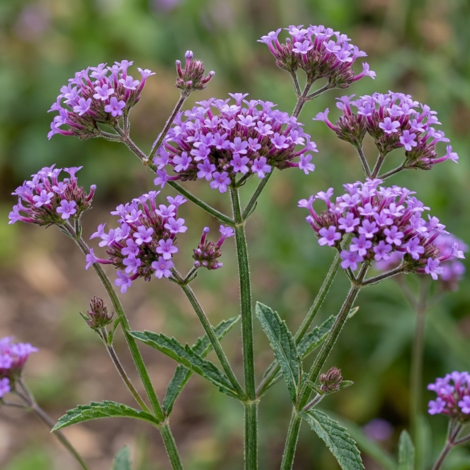 Set of 3 or 6 Verbena Bonariensis Hardy Perennial Plants, Tall Purple Cottage Garden Flowers, Outdoor Garden Ready, 1 Litre Root Ball