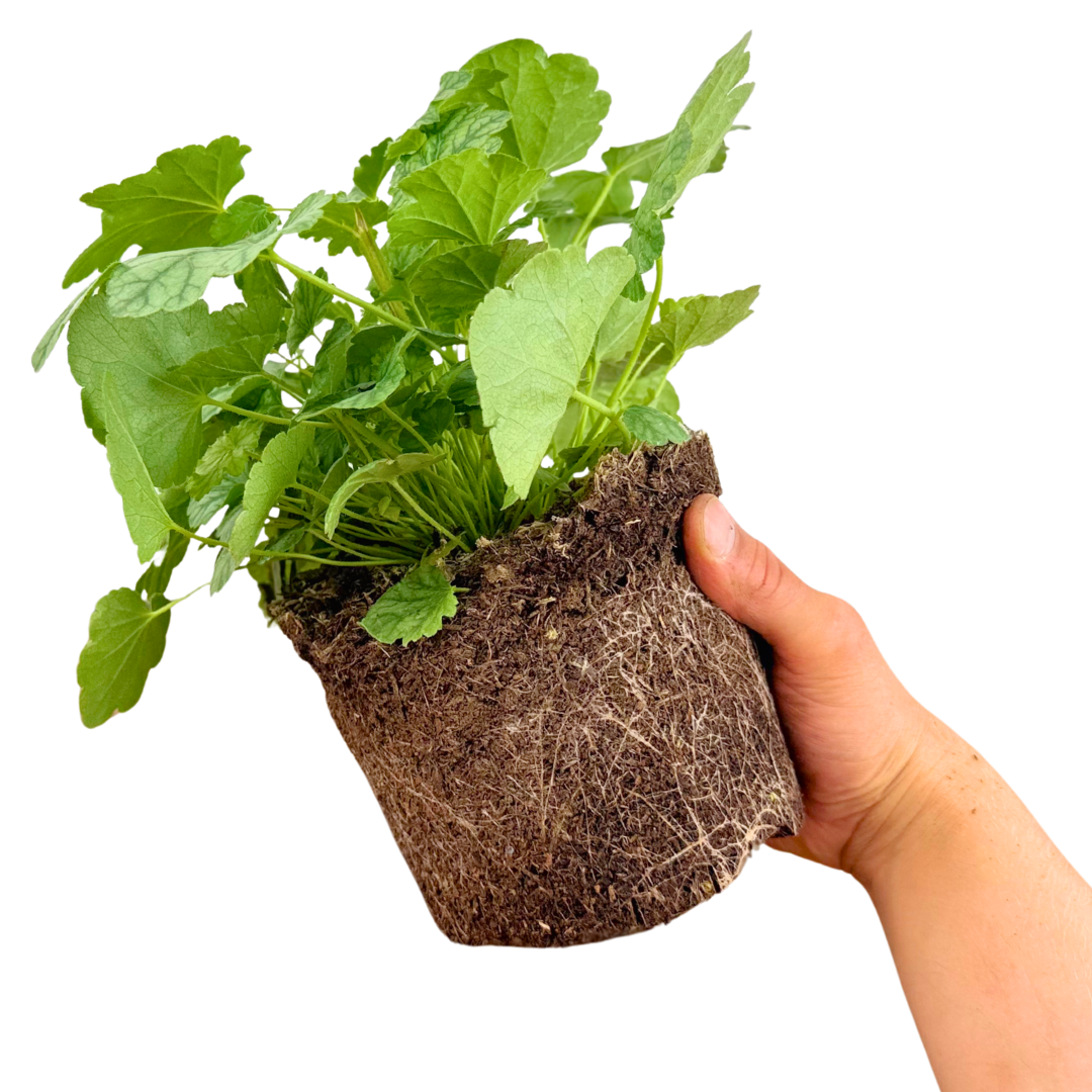 Heuchera Berry Timless