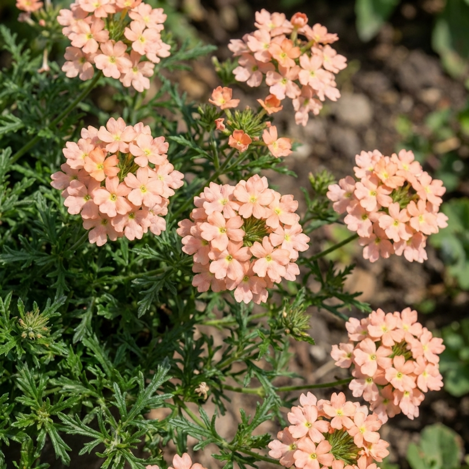 Set of 3 or 6 Verbena Magelana Peach Trailing Plants, Summer Bedding Flowers, Hanging Basket & Garden Ready, 10.5cm Root Ball