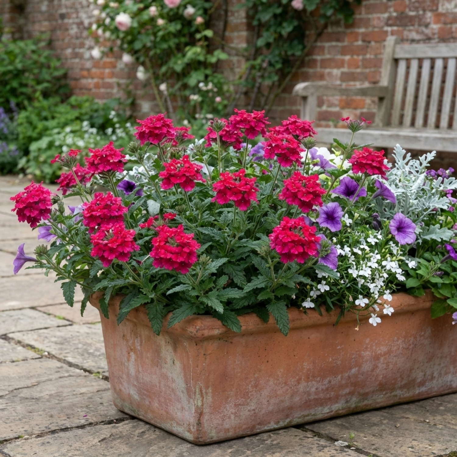 Set of 3 or 6 Verbena Trailing Magelana Hot Rose Plants, Summer Bedding Garden Ready, 10.5cm Root-Ball