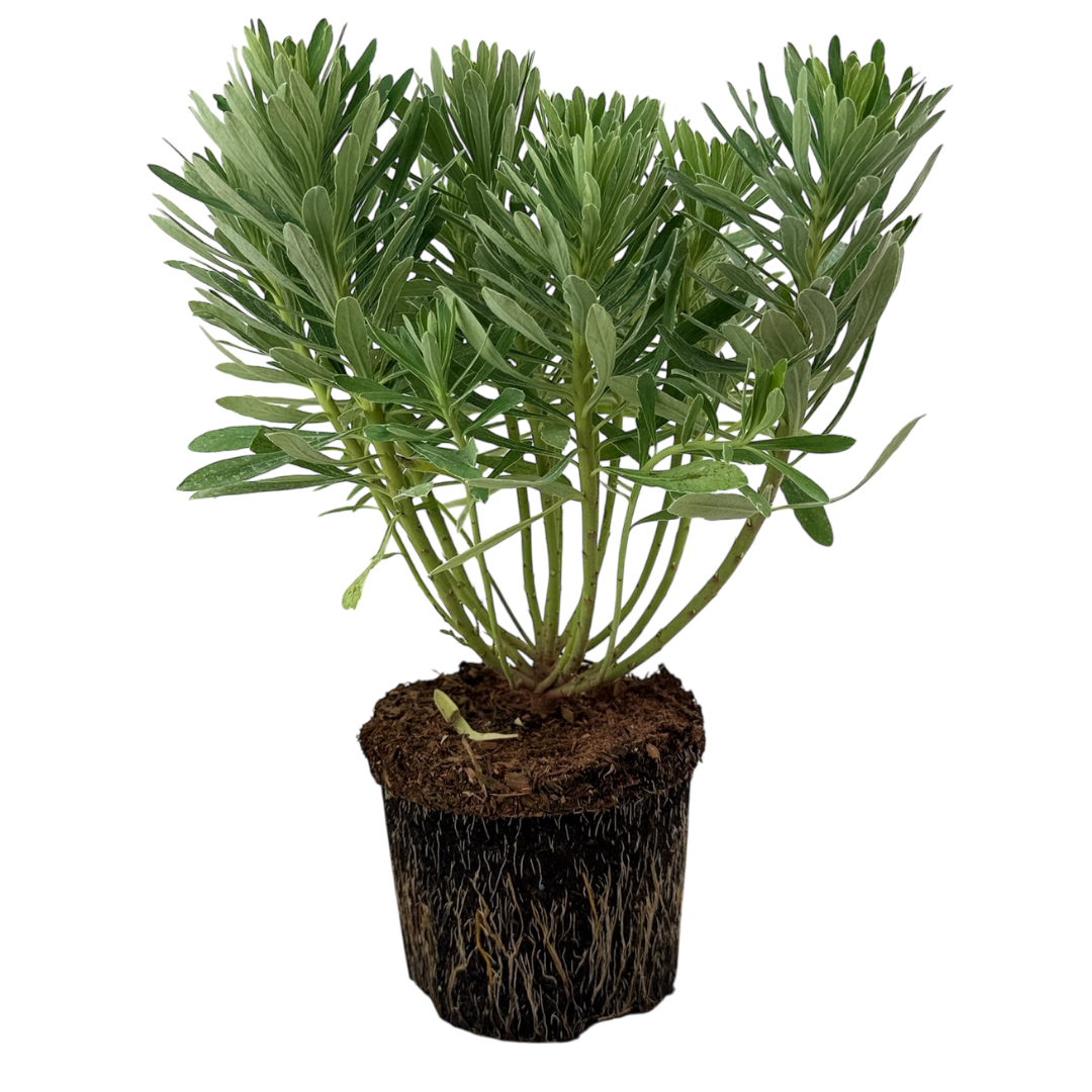 Euphorbia Silver Edge