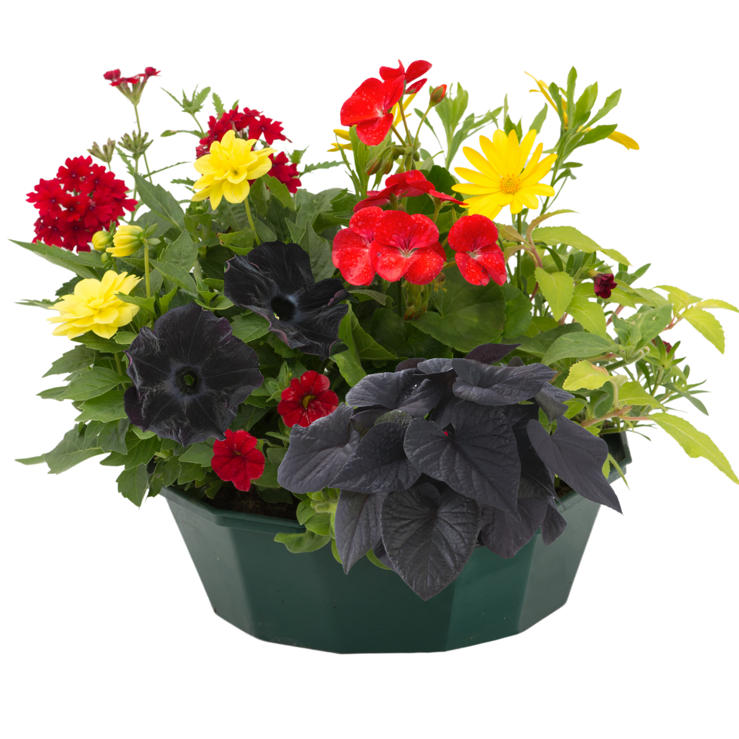7 Colour Coordinated Plants - Brilliant Bling Theme Speedplanter, Garden Ready