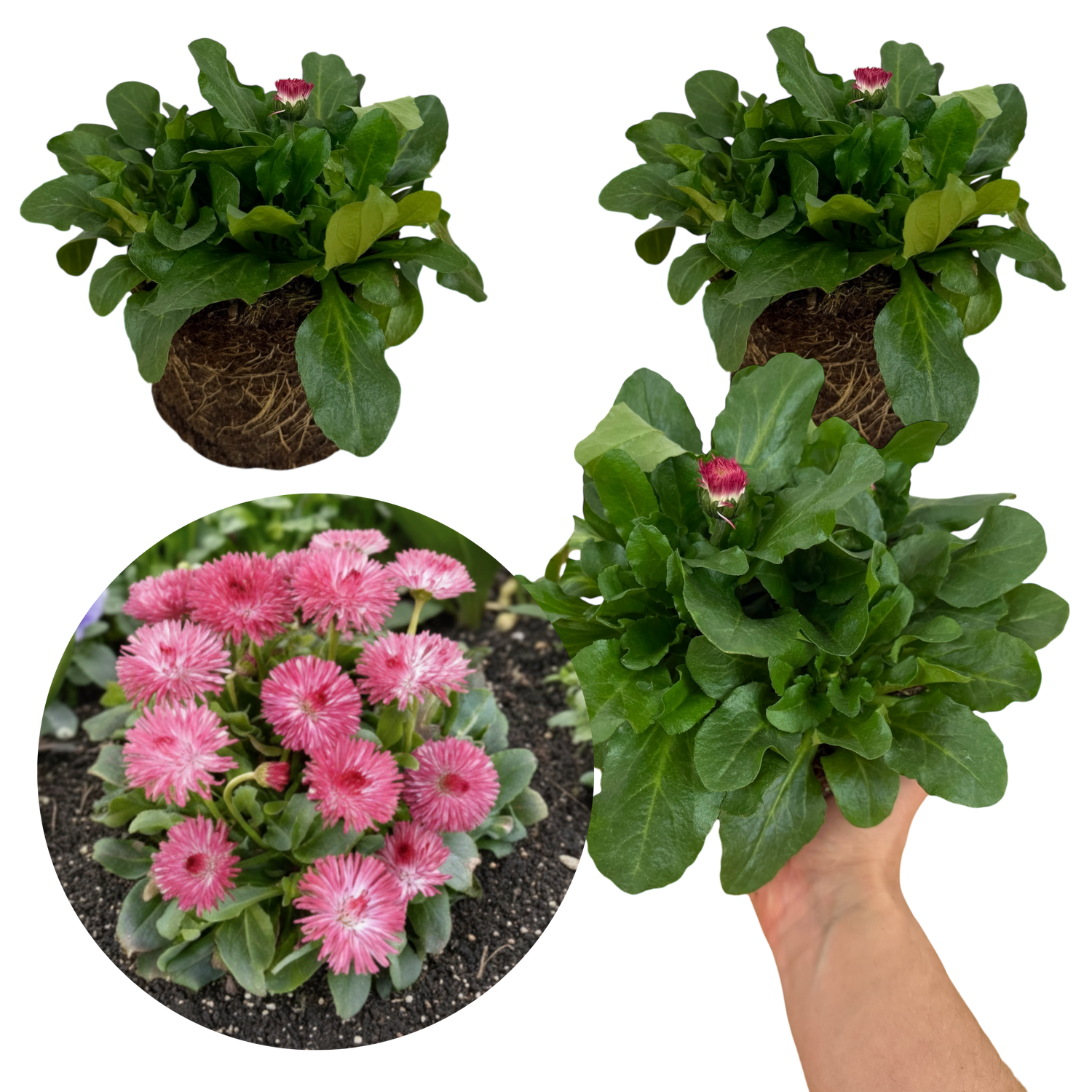 Bellis Habanera Rose