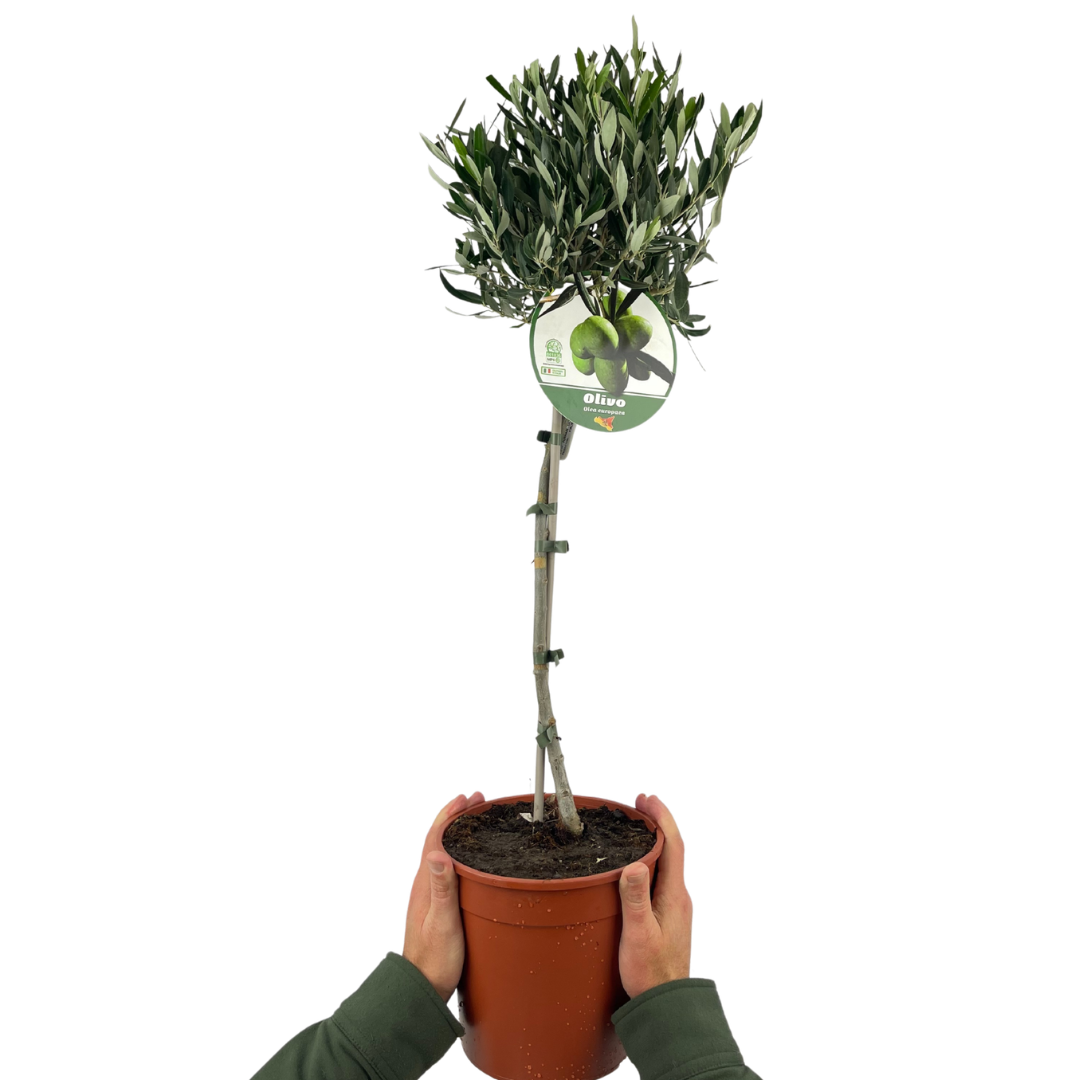 Olive Tree