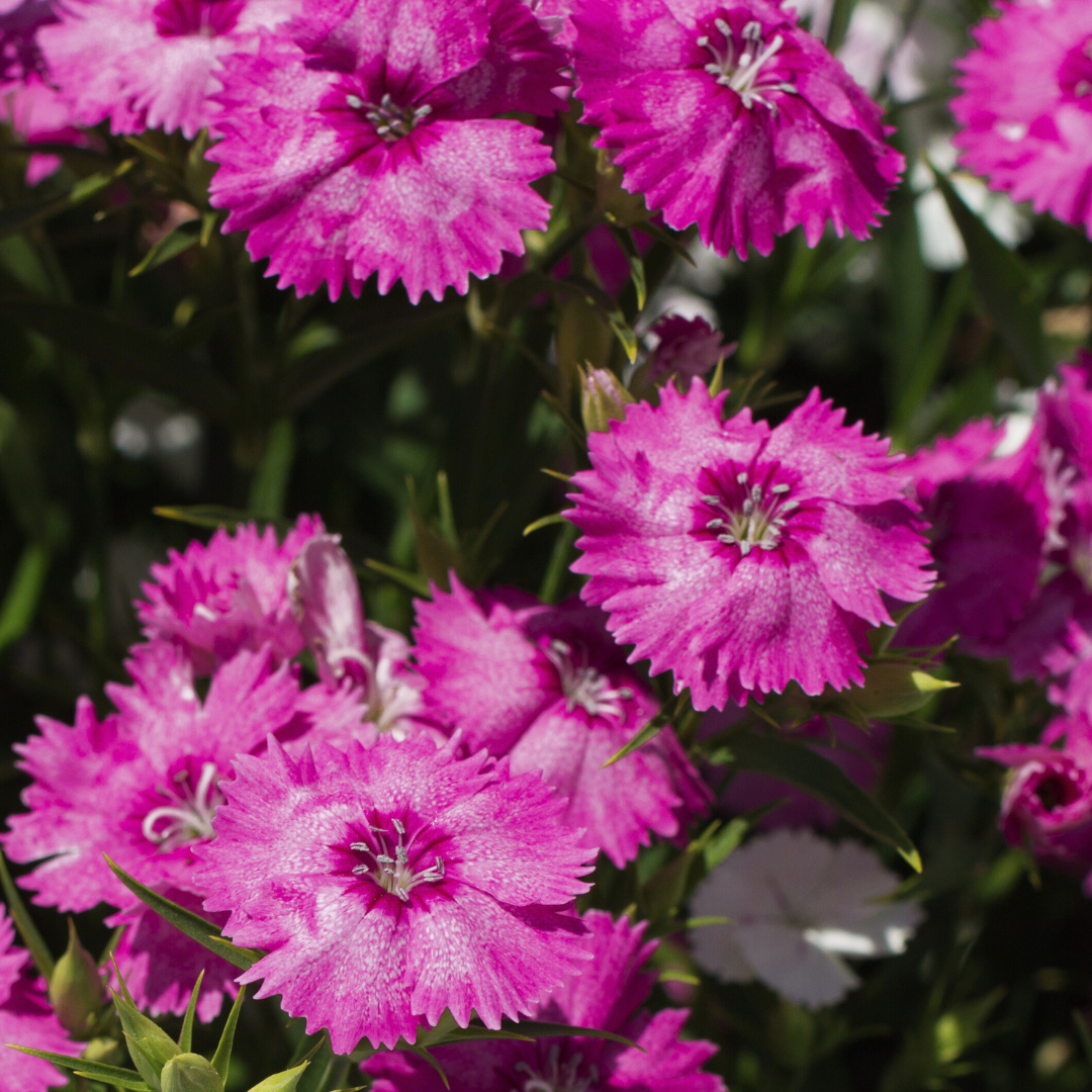 Dianthus Lilac 10.5cm