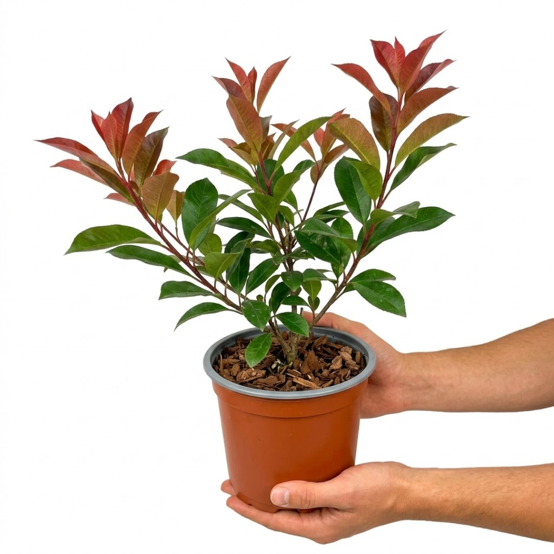 Photinia Red Robin