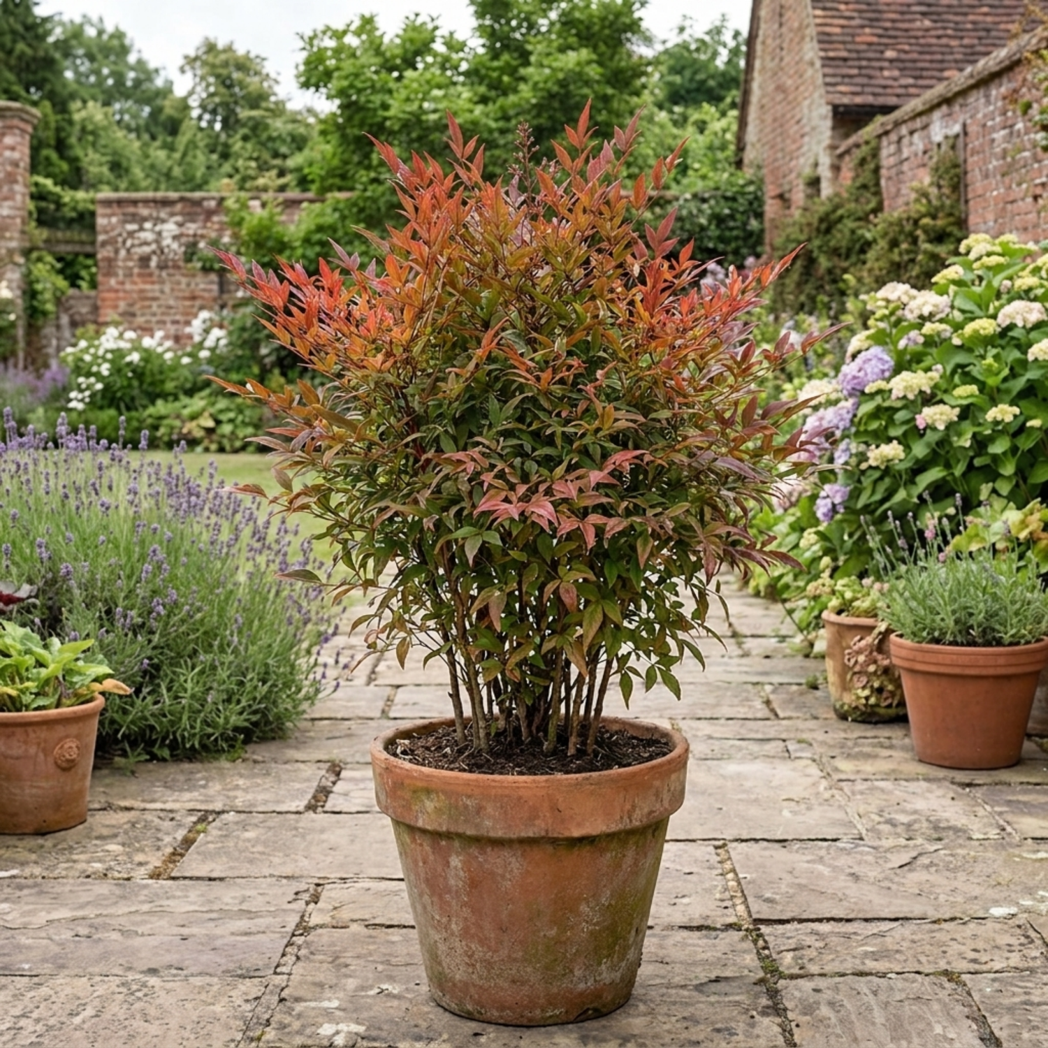 1 Nandina Gulf Stream Heavenly Bamboo, Compact Hardy Evergreen Garden Shrub, 3 Litre Root Ball