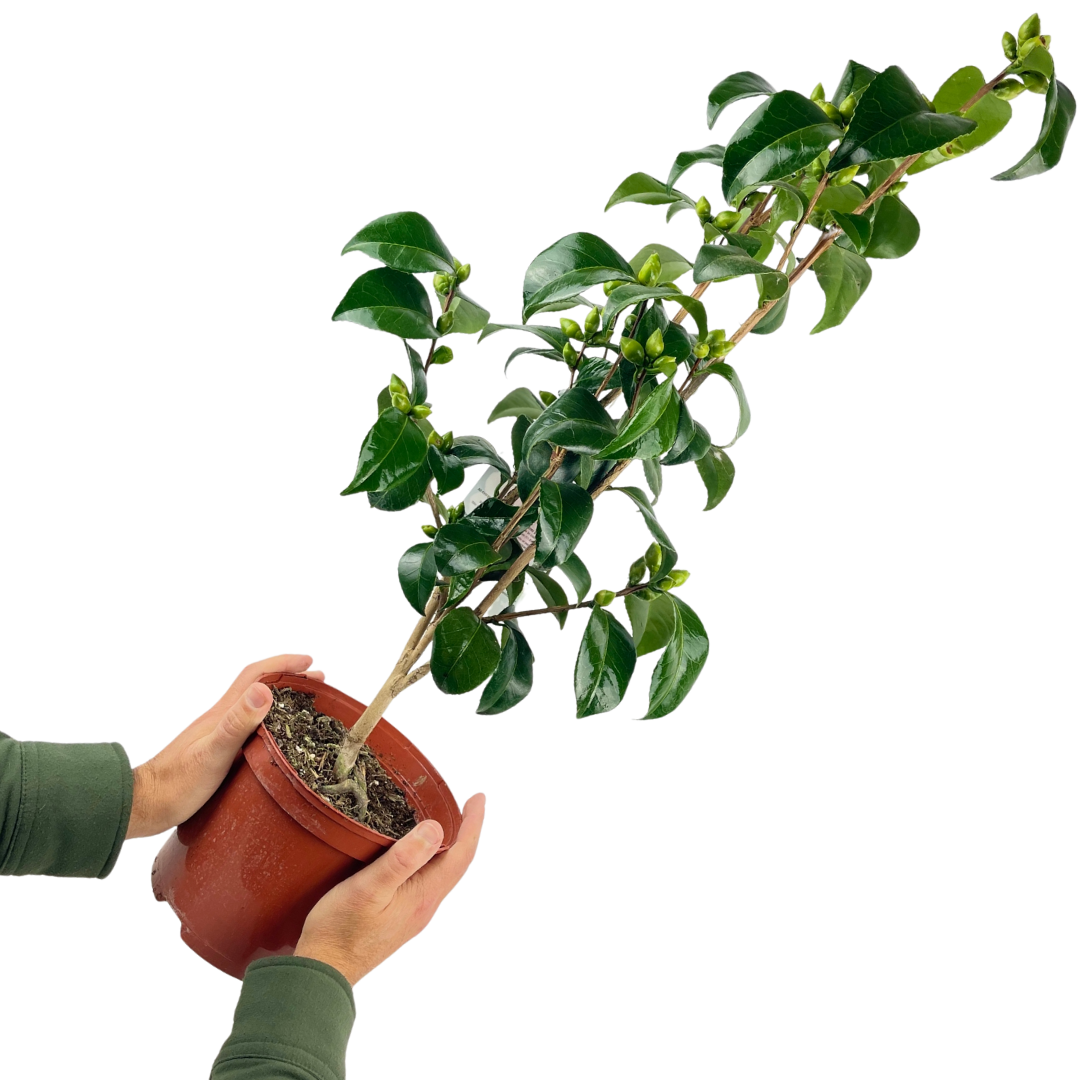 Camellia White