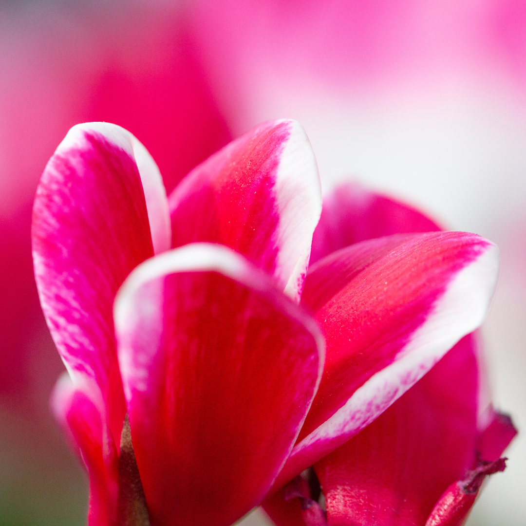 Cyclamen Bicolour Rouge Flame