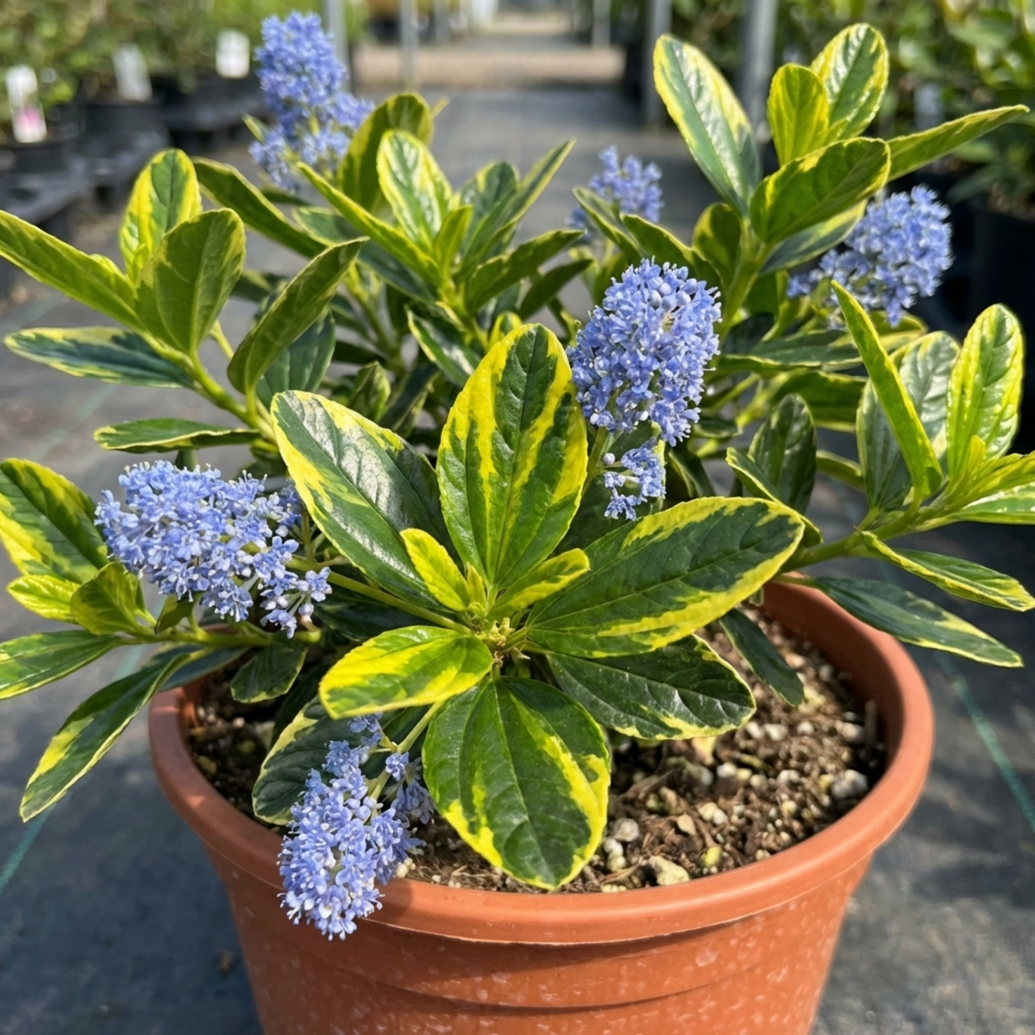 1 Ceanothus Thyrsiflorus Zanzibar California Lilac Plant, Hardy Evergreen Blue Flowering Shrub, 3L Root-Ball