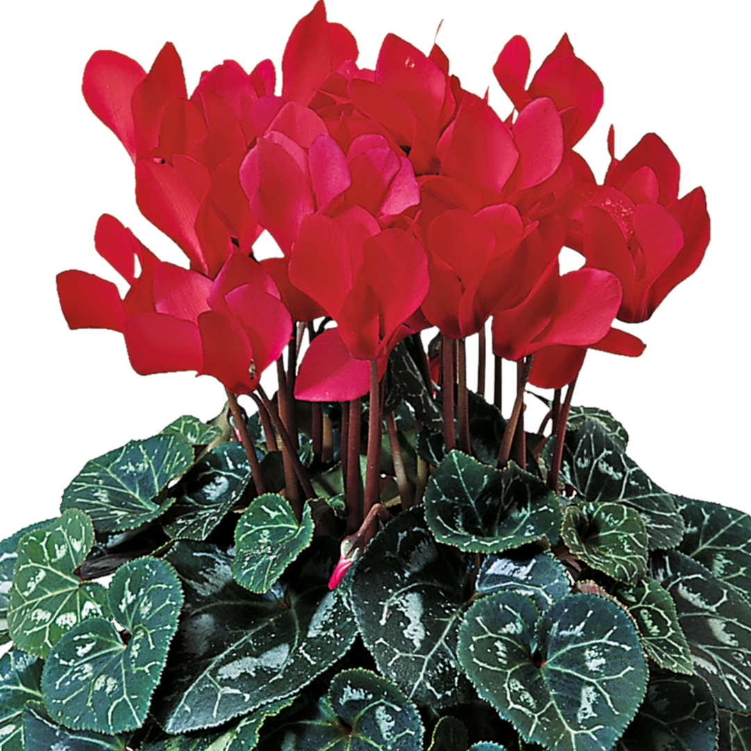 Cyclamen Flame Scarlet