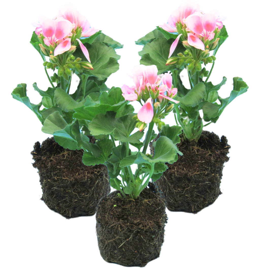 Geranium Toscana Linus