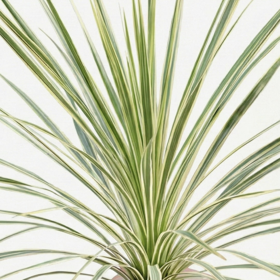 1 Large Plant - Astelia Silver Spear, Ready to Plant in Your Garden, 3L Rootball