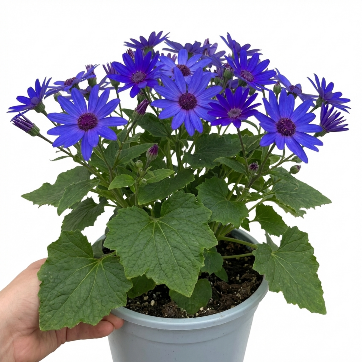 1 Senetti Pericallis Pop Bang Blue Plant, Outdoor Garden Ready Summer Flowering, 6.5 Litre Root Ball