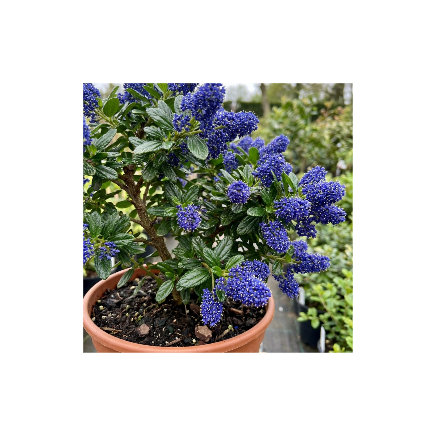 1 Ceanothus Victoria Plant, Hardy Evergreen Blue Flowering Shrub, Outdoor Garden Ready, 3 Litre Root-Ball