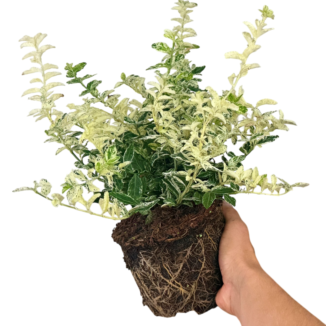 Euonymus Harlequin