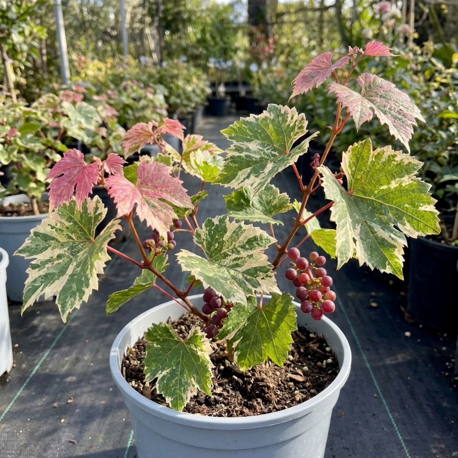 1 Grape Vitis Supernova Pink Plant, Outdoor Hardy Grape Vine for Garden, 3 Litre Root-Ball