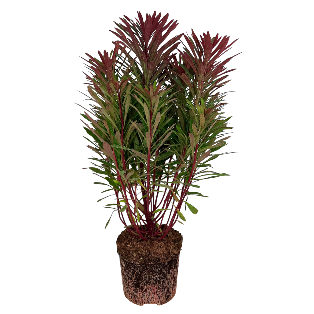 Euphorbia Miners Merlot