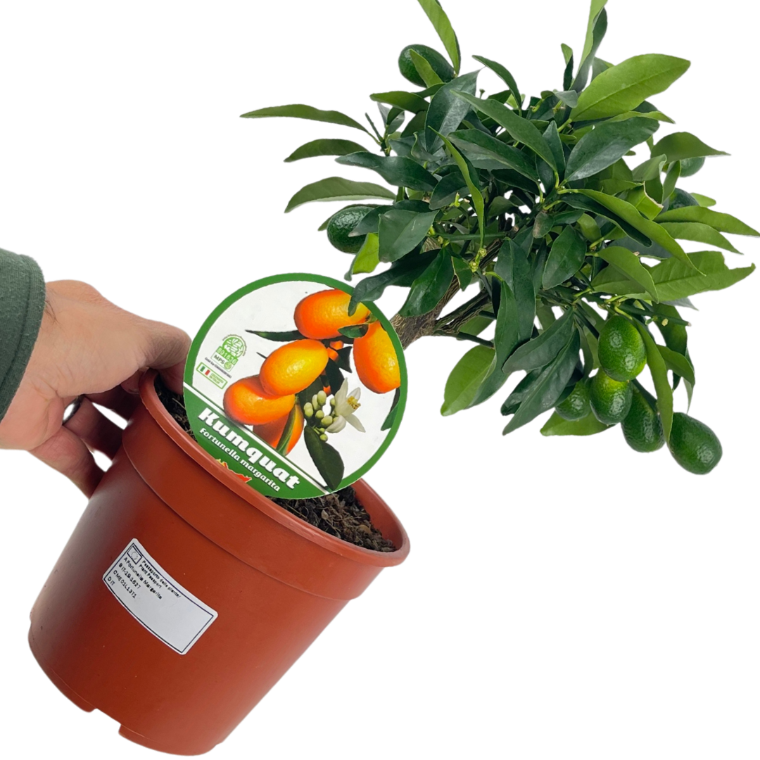 Mini Kumquat