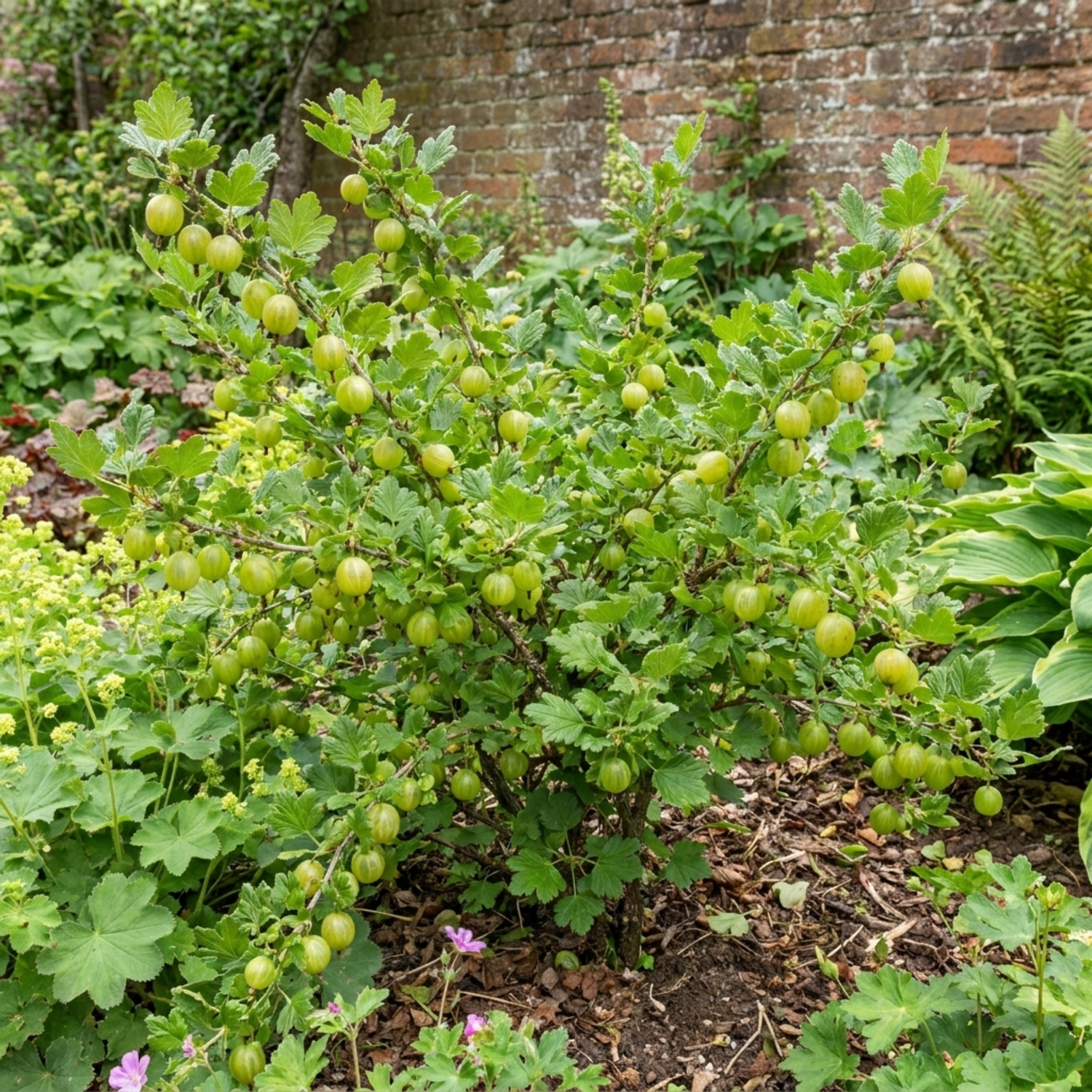 1 Green Gooseberry Bush, Hardy Self Fertile Fruit Plant, Outdoor Garden Ready, 5 Litre Root Ball