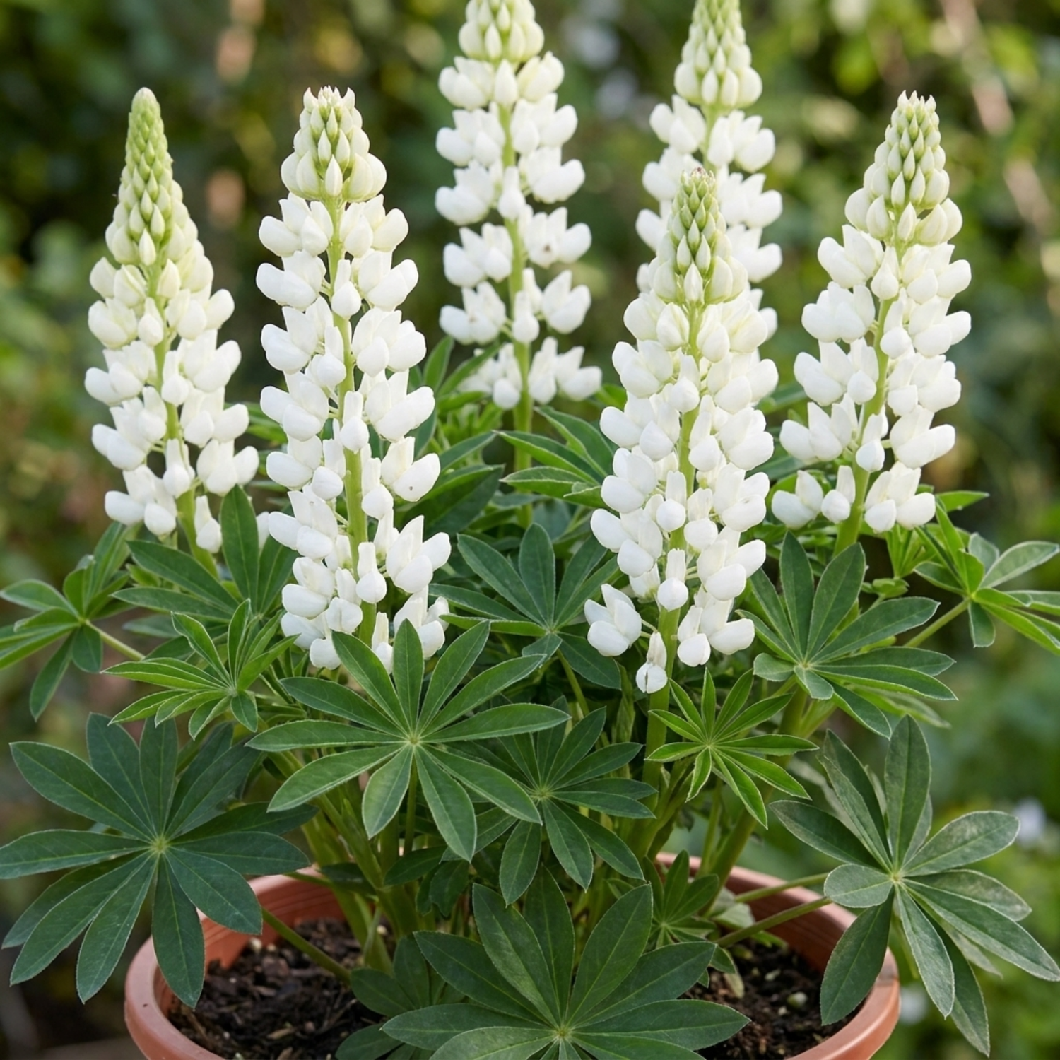 1 Lupin Legendary White Shades Perennial Plant, Outdoor Garden Ready, 3 Litre Root Ball