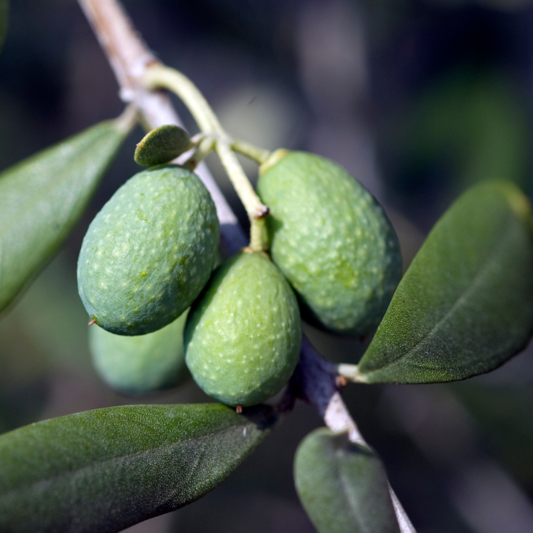 Olive Tree