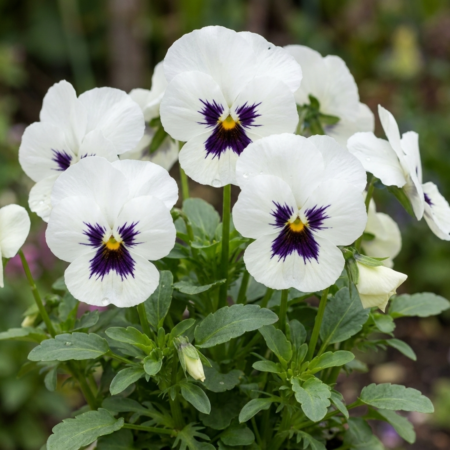 3 Pansy Cats Plus White Plants, Hardy Winter & Spring Flowering Pansies, 1 Litre Root-Ball