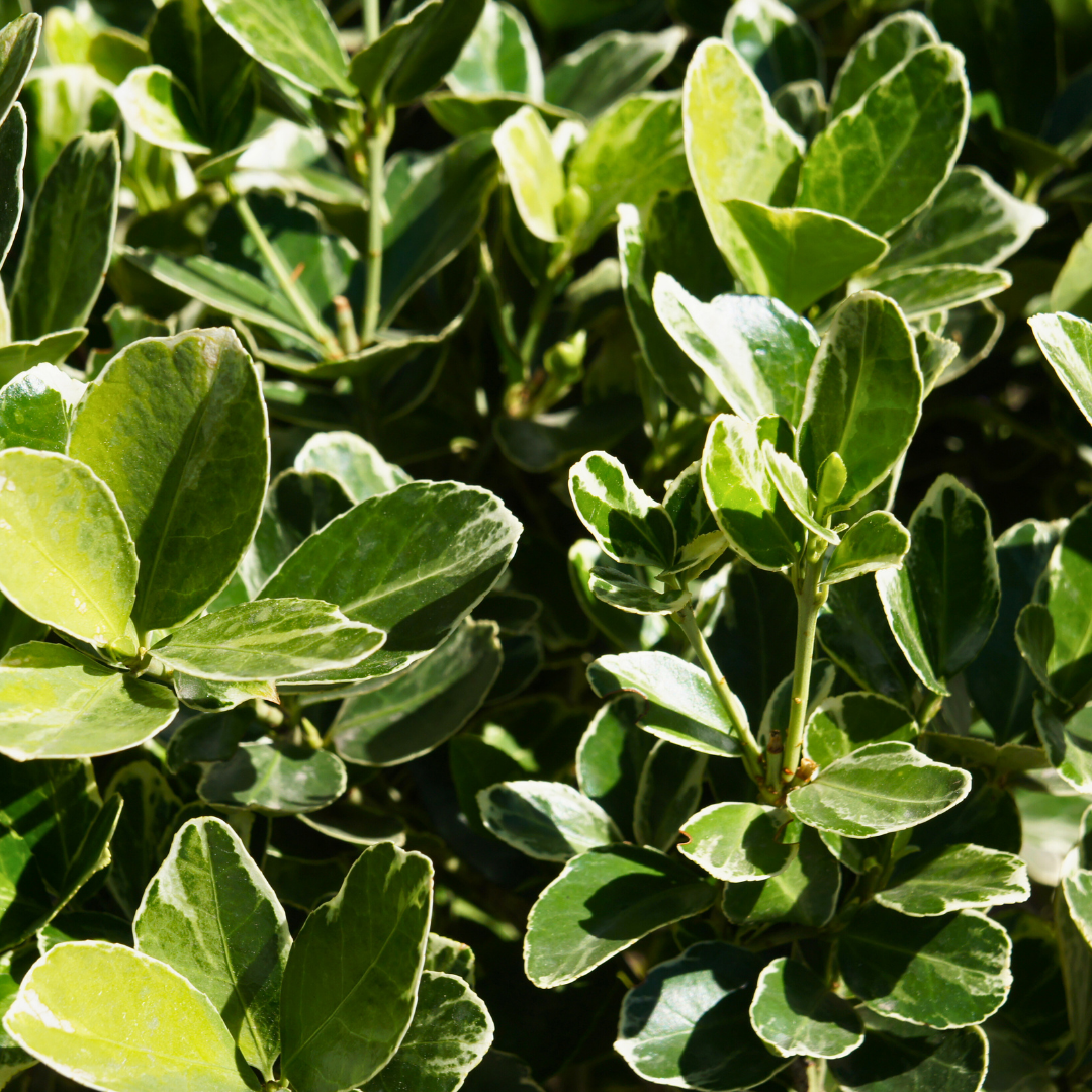 Euonymus President Gauthier