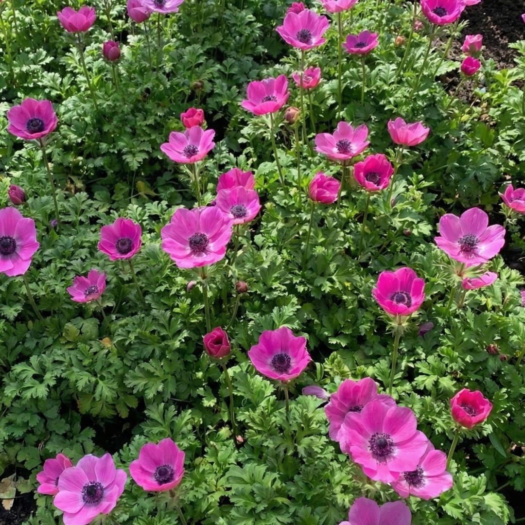 Set of 3 or 6 Garden Ready Plants – Anemone ‘Harmony Orchid’, Ready to Plant in Your Garden