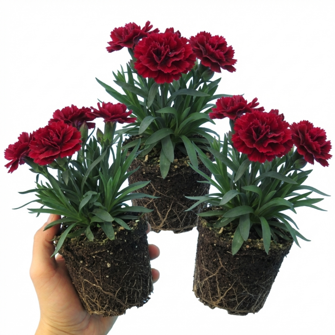 Set of 3 or 6 Large Plants - Dianthus Oscar Dark Red, Outdoor Garden Ready
