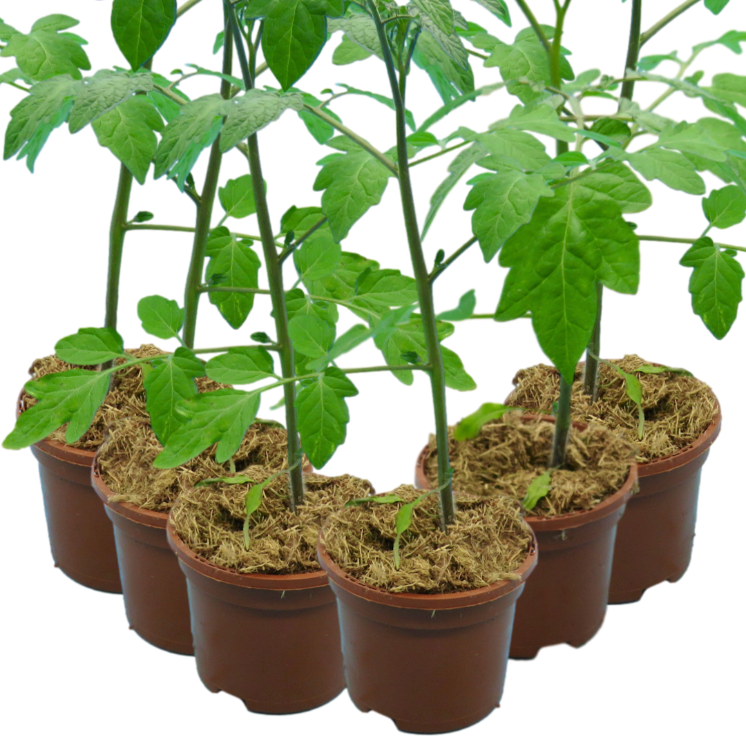 Set of 3 or 6 Large Plants - Grow Your Own Tomato Consuelo, Ready to Plant & Bear Fruits
