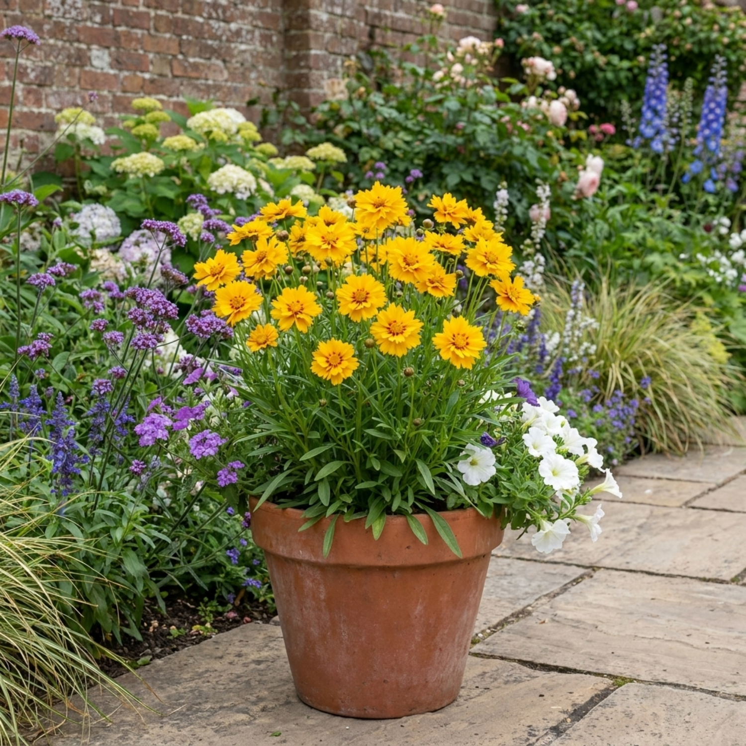 Set of 3 or 6 Coreopsis Early Sunrise Hardy Perennial Plants, Yellow Summer Flowers, Pollinator Friendly, 1 Litre Root Ball