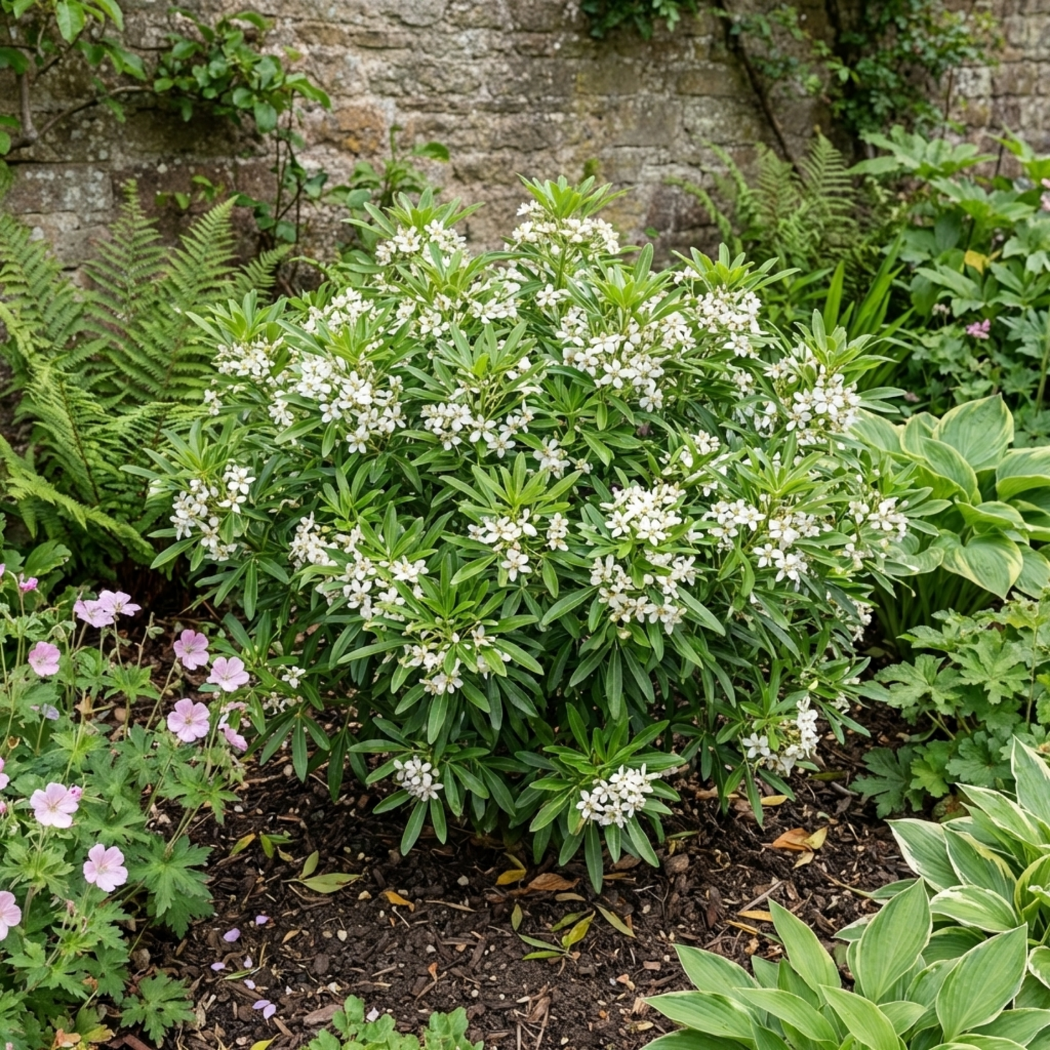 1 Choisya Greenfingers Shrub, Hardy Evergreen Mexican Orange Blossom Plant, 19cm 3L Root-Ball