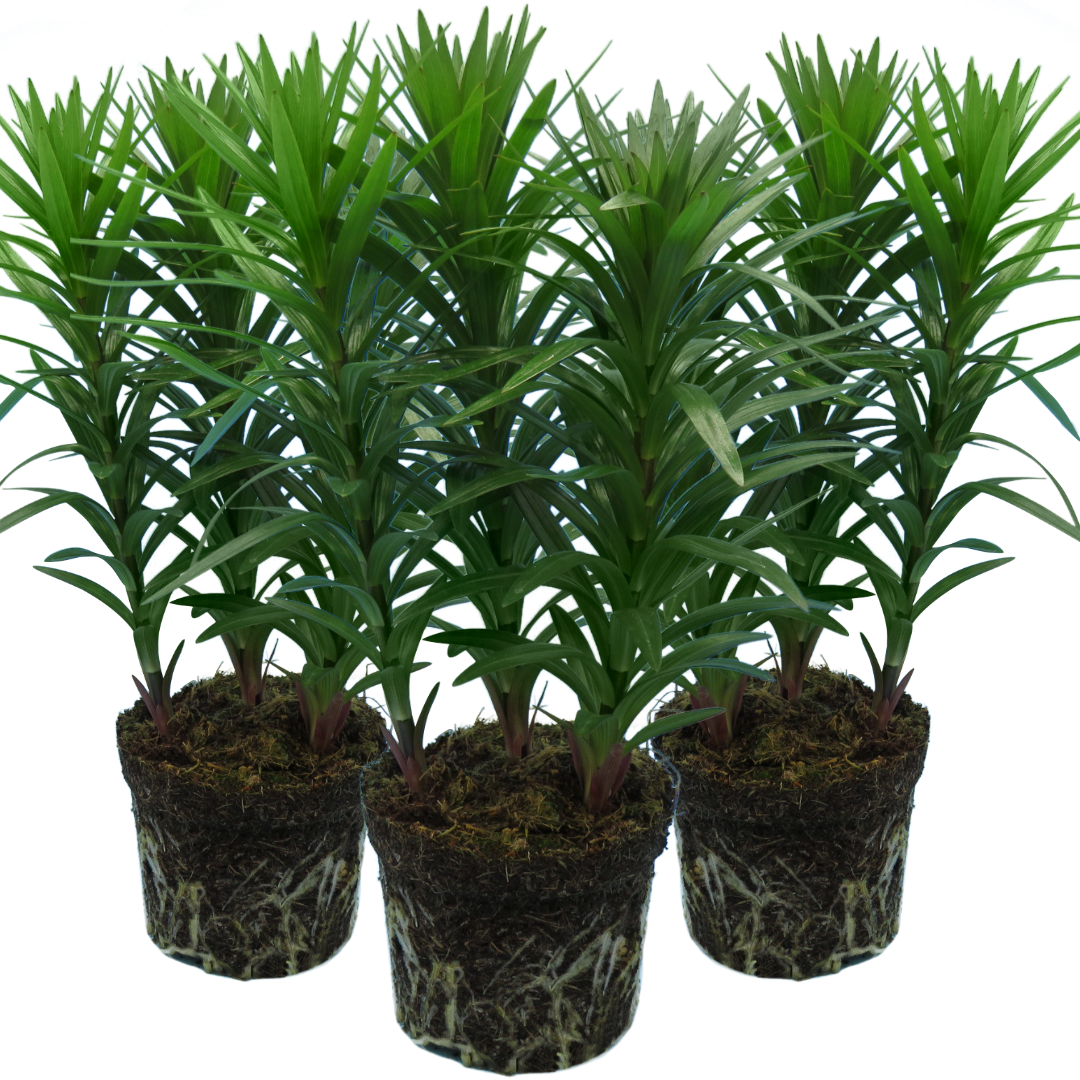 Mixed of 3 or 6 Large, Garden-Ready Lily Plants - Orange, Red & Yellow Flower Colours