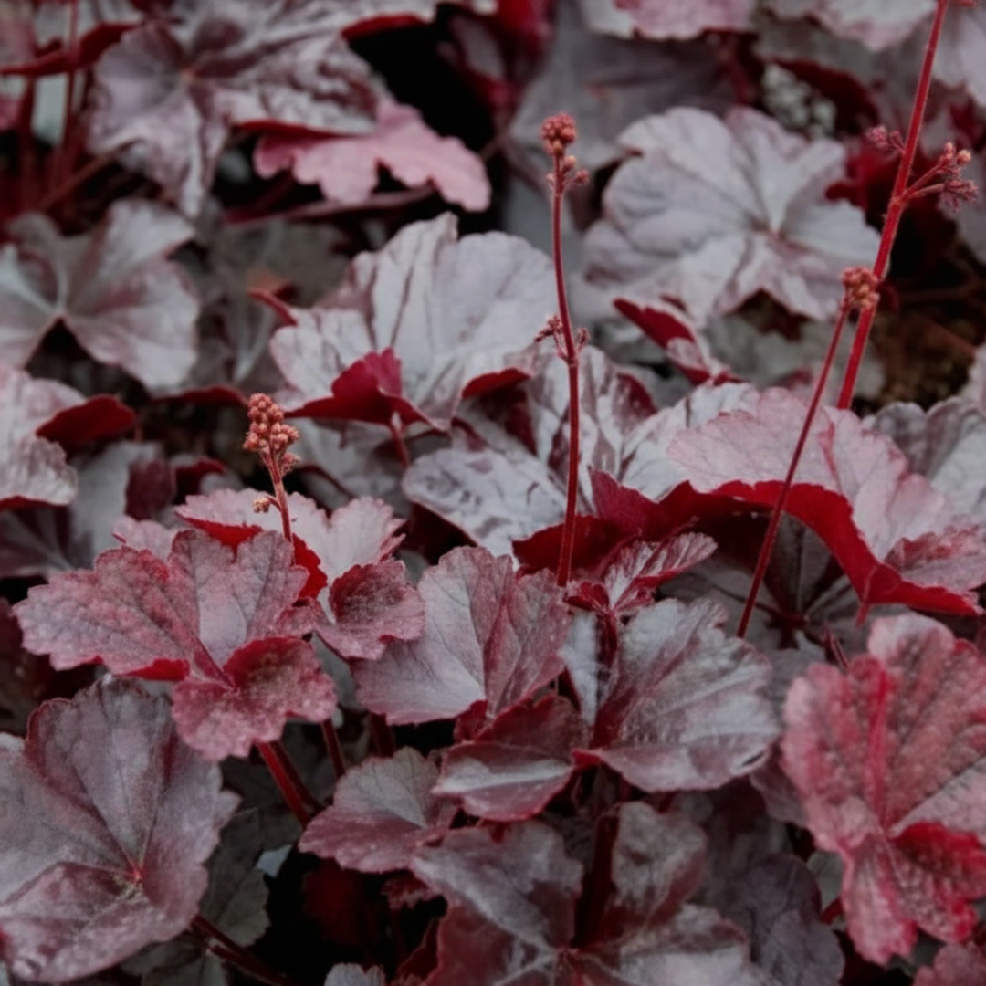 Heuchera Obsidian