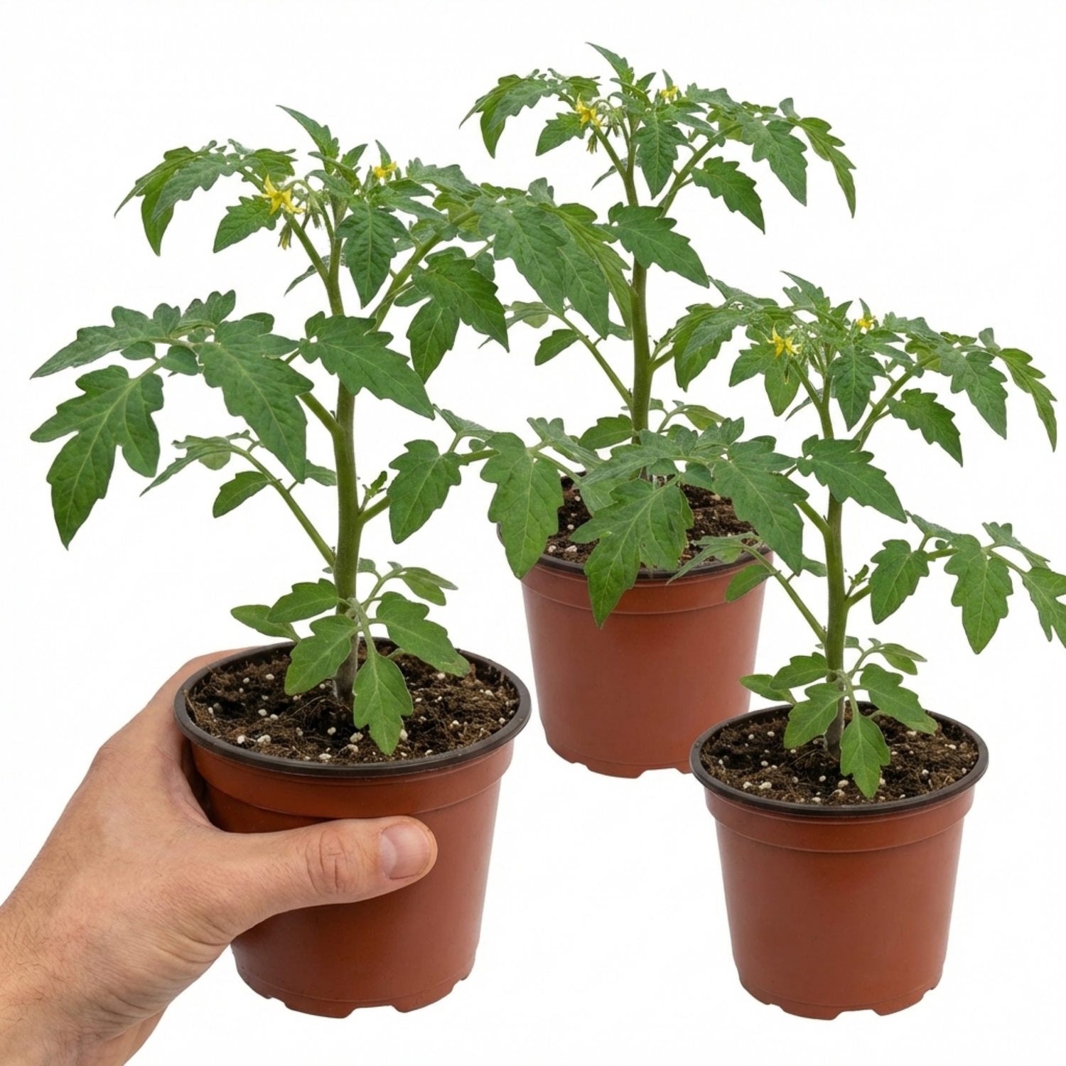 Set of 3 or 6 Large Plants - Tomato Alicante Variety, Ready to Plant in Your Garden