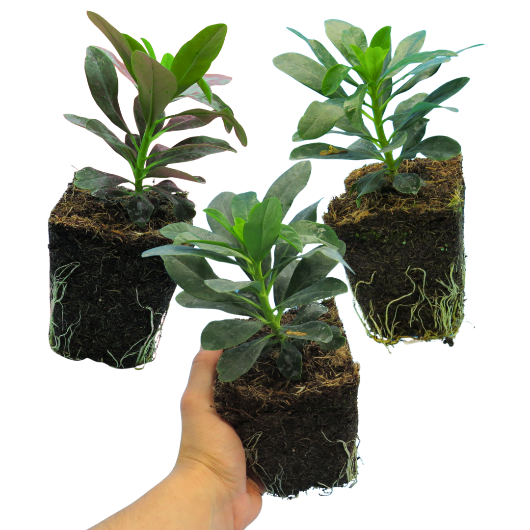 Euphorbia Robbiae