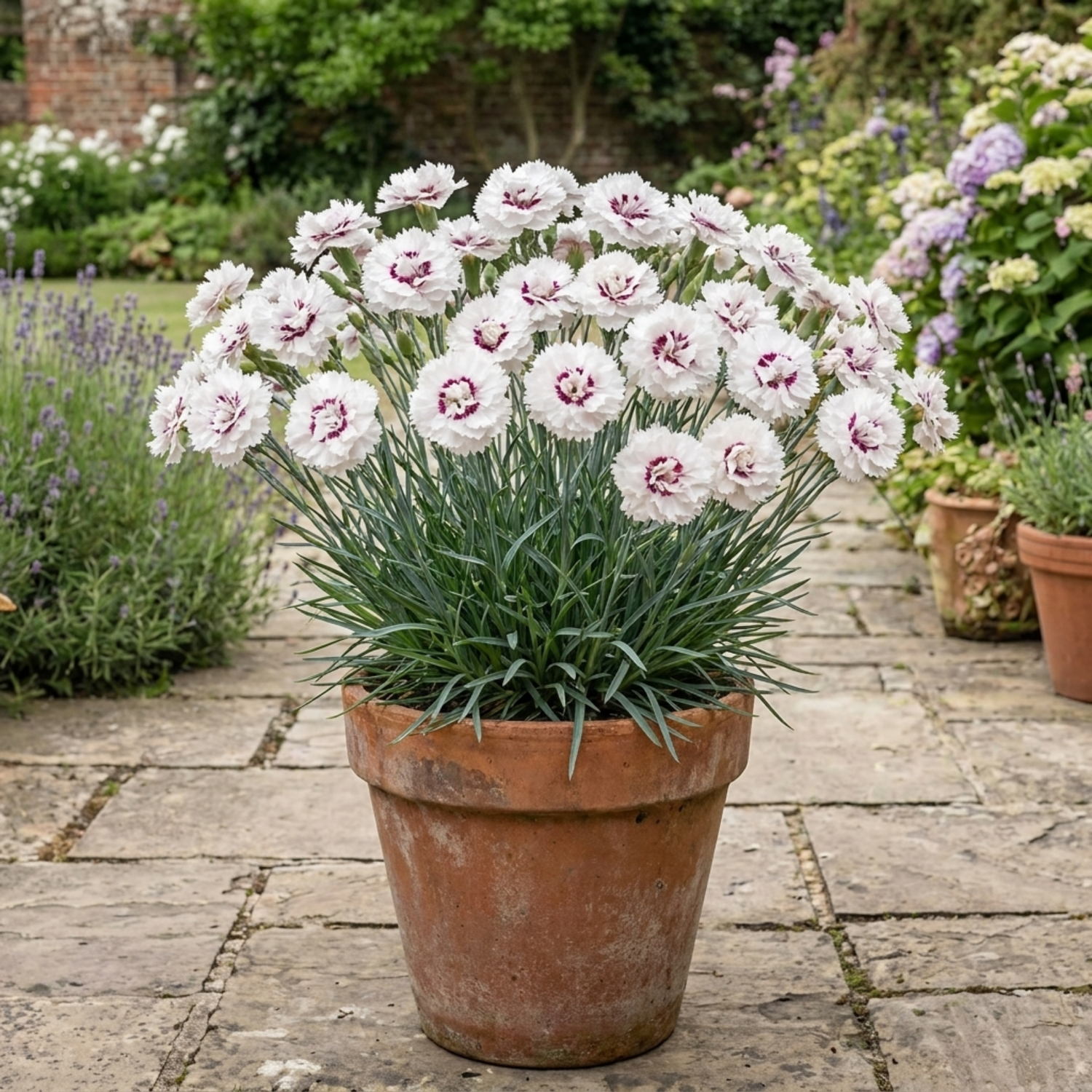 1 Dianthus Coconut Sundae Cottage Pinks Plant, Summer Flowering Perennial, 2Ltr Root Ball