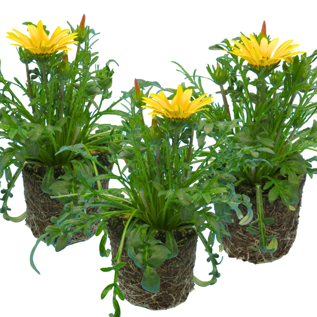 Set of 3 or 6 Large Plants - Gazania Kiss Yellow Improved, Ready to Plant in Your Garden