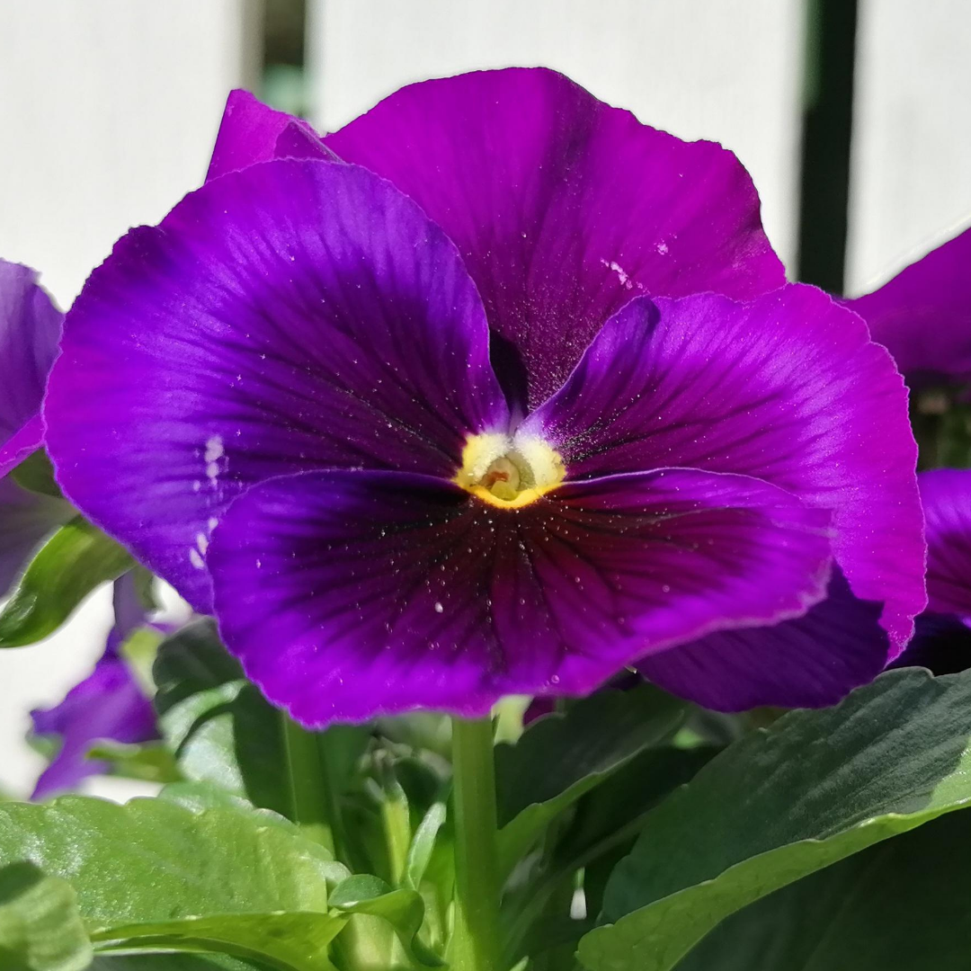 Upright Pansy Delta Pro Neon Violet
