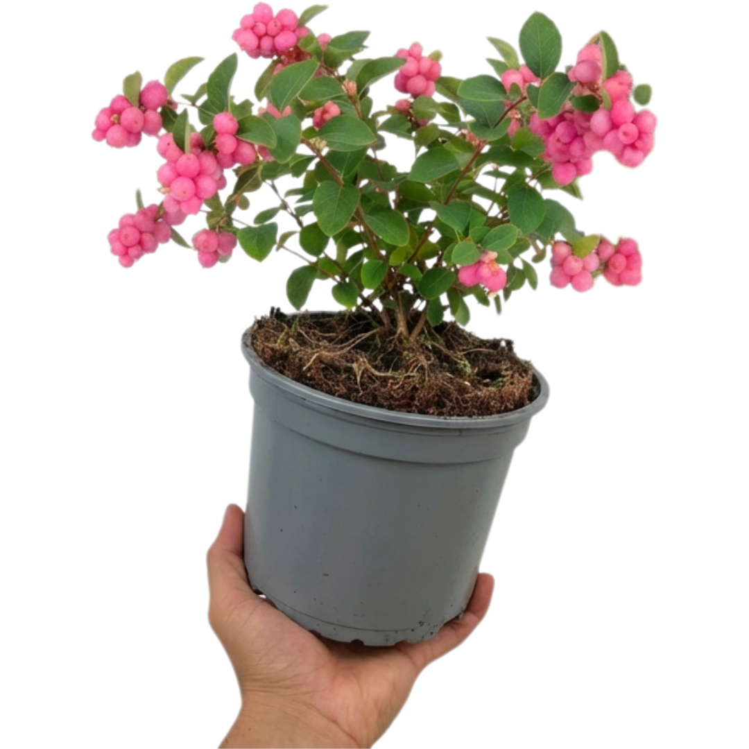 1 Large Plant - Symphoricarpos Magical Candy, Outdoor Garden Ready, 3L Pot
