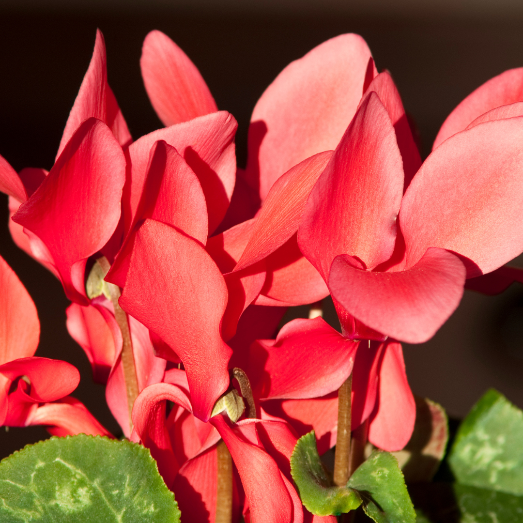 Cyclamen Flame Scarlet