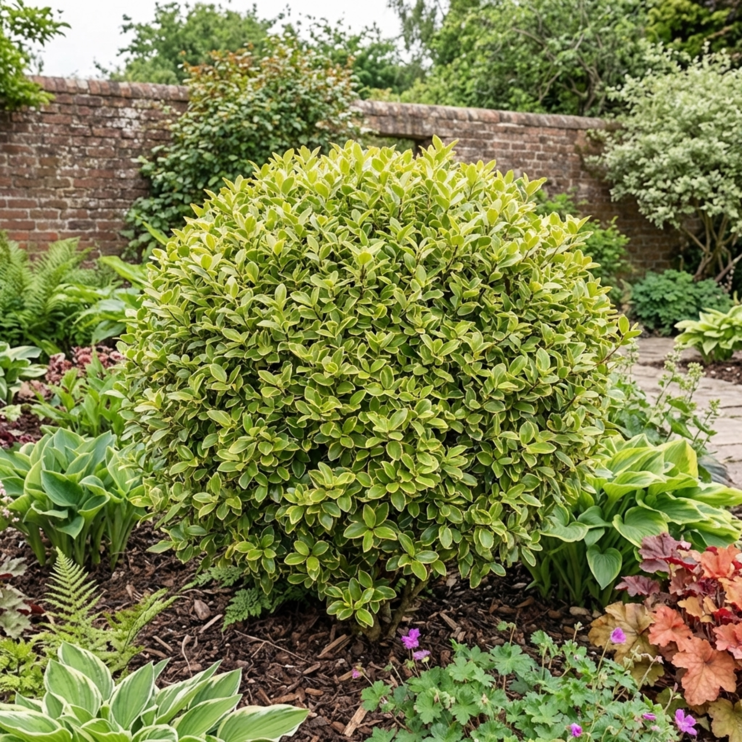 1 Pittosporum Tenuifolium Golden Ball, Hardy Evergreen Shrub for Garden, 3 Litre Root Ball