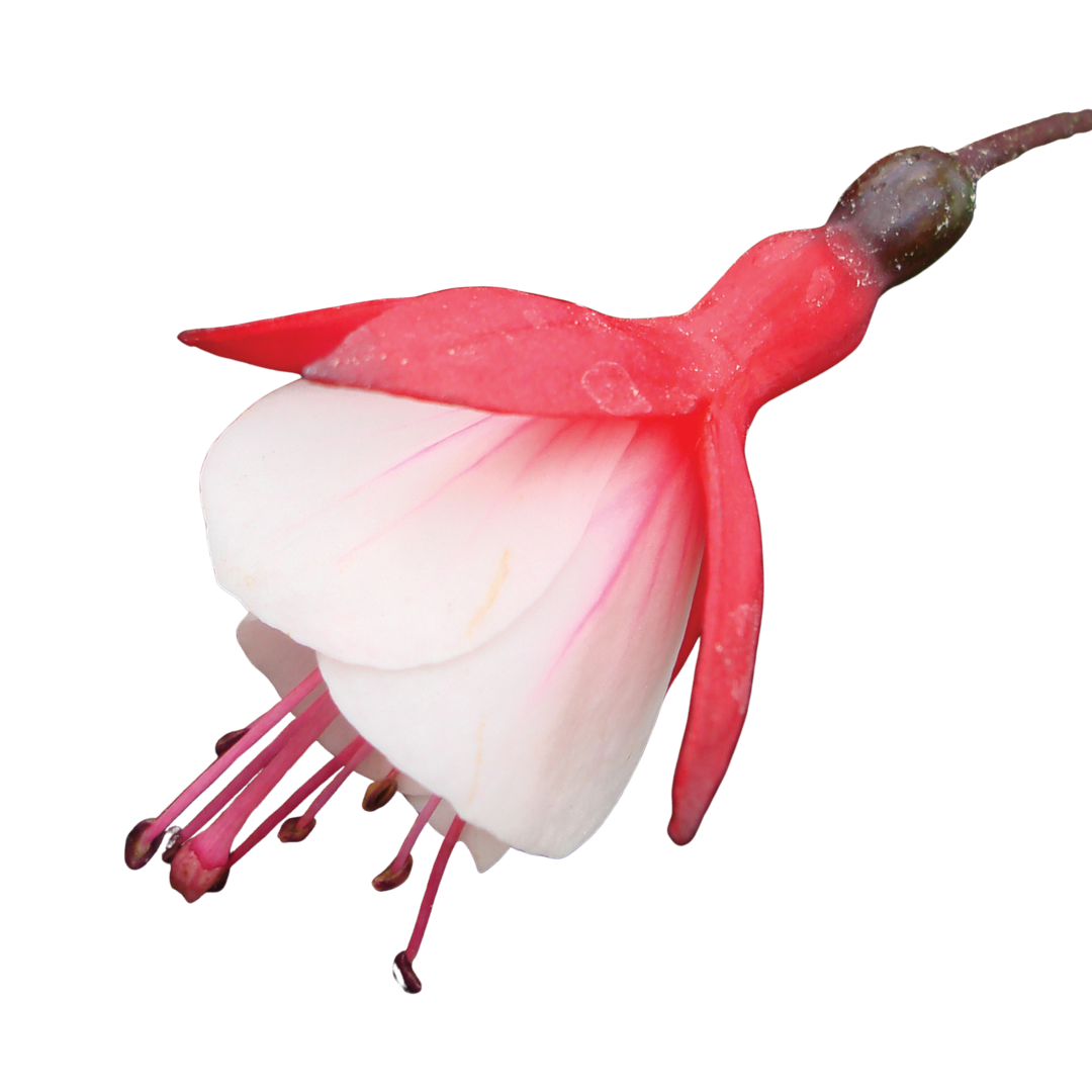 Fuchsia Diva Cherry and White